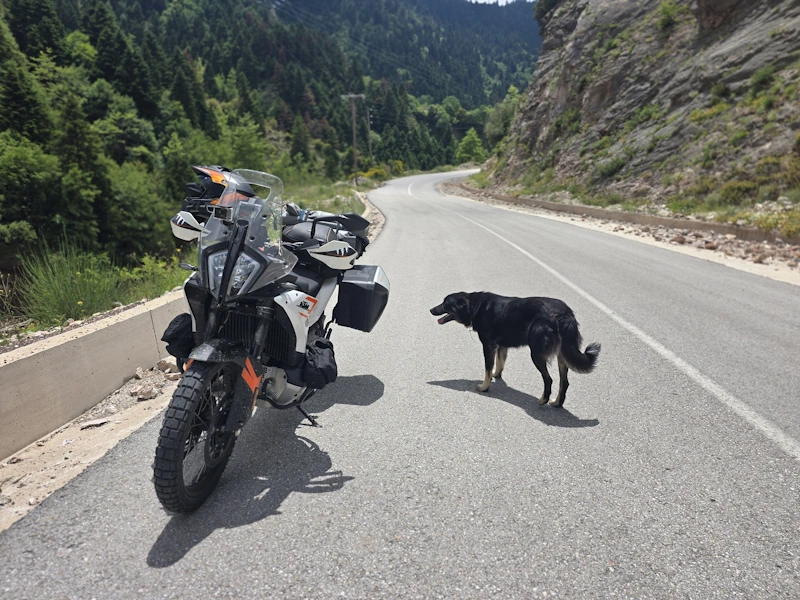 Streunende Hunde in Griechenland