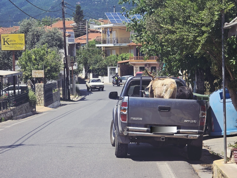 Tiere auf Jeep verladen