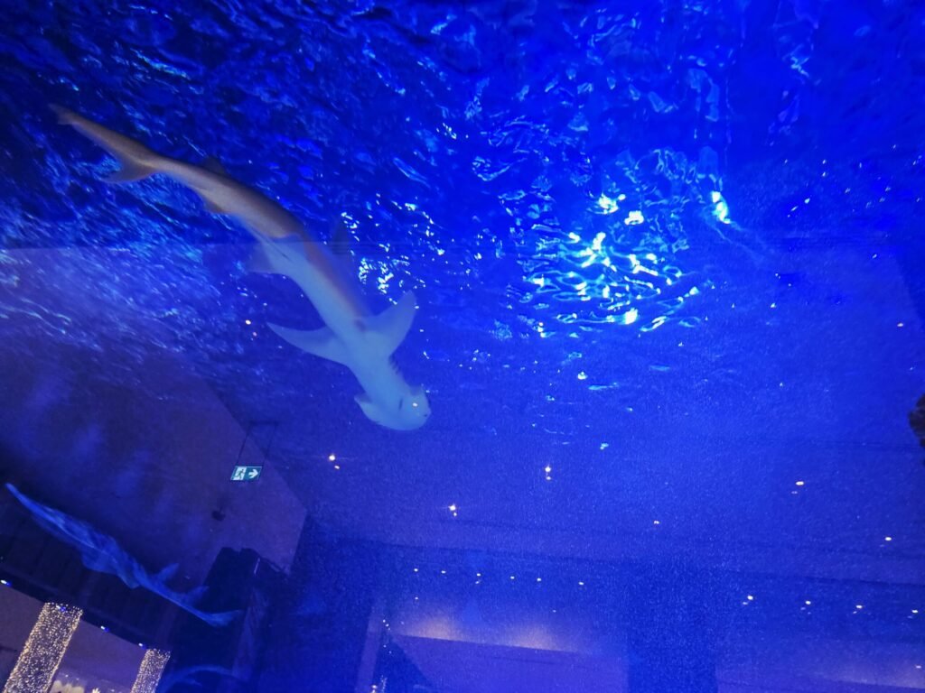Dubai Aquarium mall