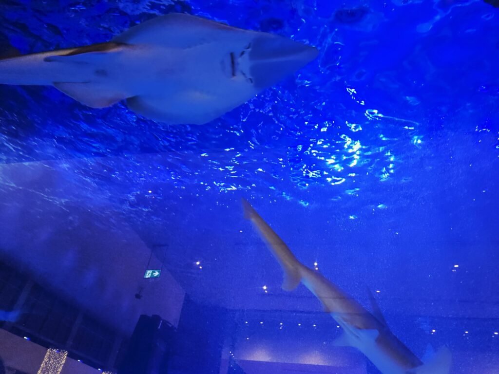 Dubai Aquarium mall