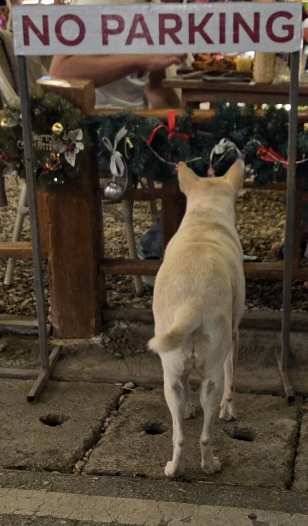 Motorrad auf der Route nach Pai, umgeben von dichtem Dschungel und Bergnebel