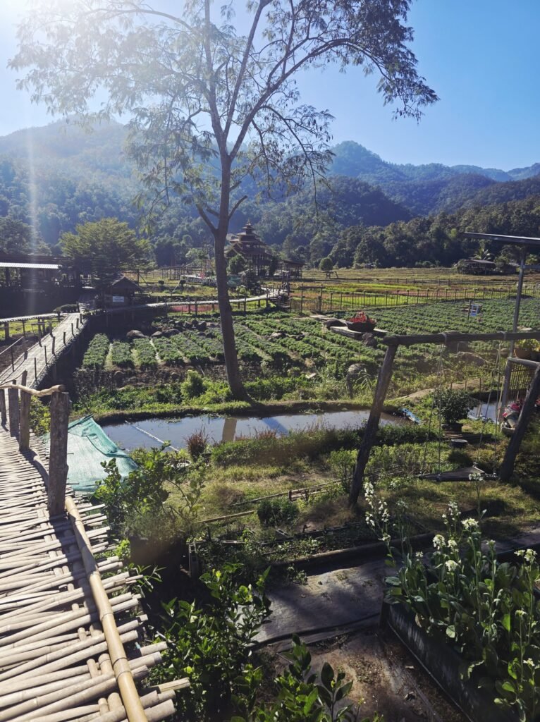 Panorama über Reisfelder und Hügel bei Pai