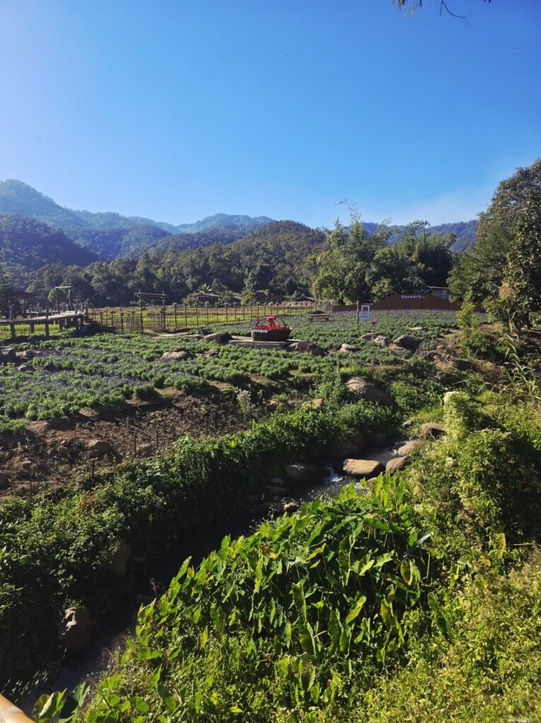 Dichter Dschungel mit Sonnenstrahlen zwischen den Bäumen