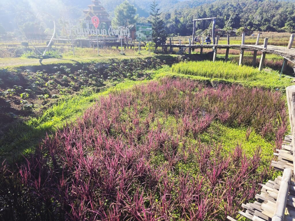 Reisfelder bei Pai mit Bergen im Hintergrund