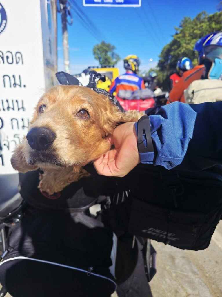 Reisfelder und Palmen entlang der Route zwischen Chiang Mai und Pai