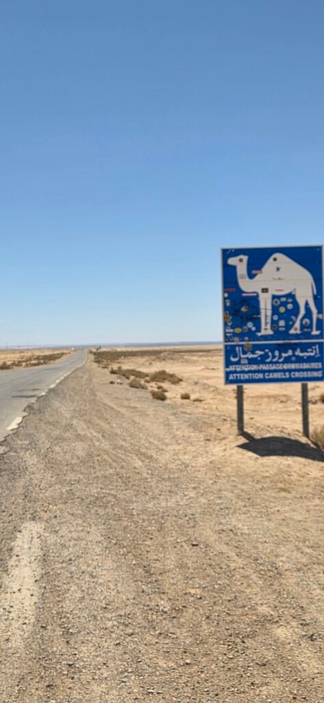 Cott el-Gharsa P16