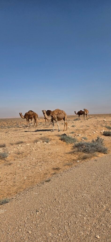 Sahara