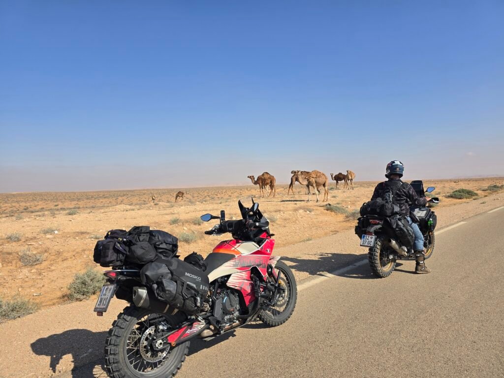 Adventure Tunesien Camel