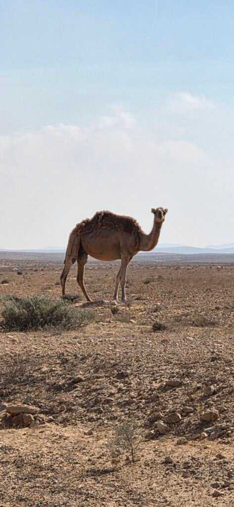 Camel Dromedar Tunesien