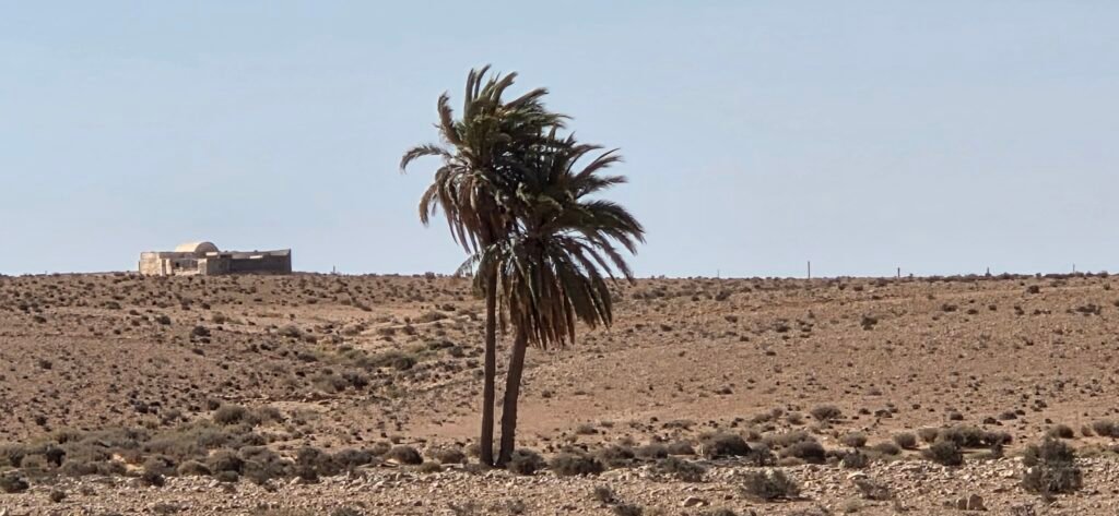 Tunesien Palmen Sahara