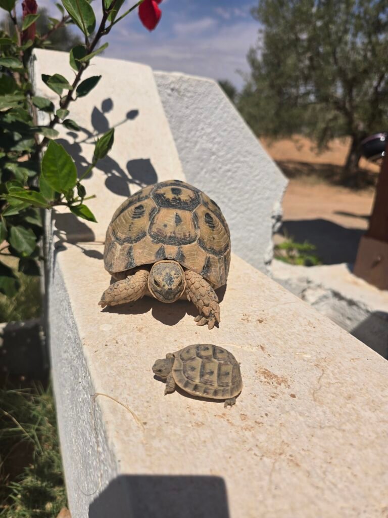 Tunesien Schildkröte